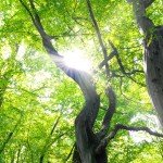 Looking up into green Tree´s Canopys, Sun shining hrough the Leaves